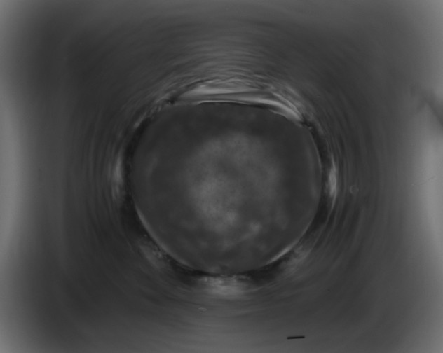 X0000083580524200703021819