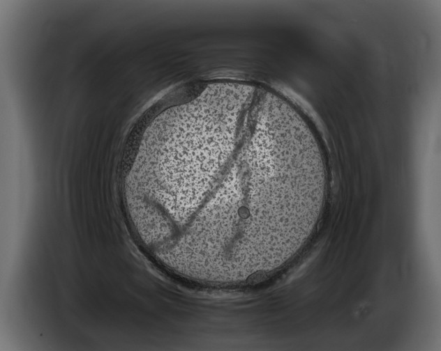 X0000083580529200703021818