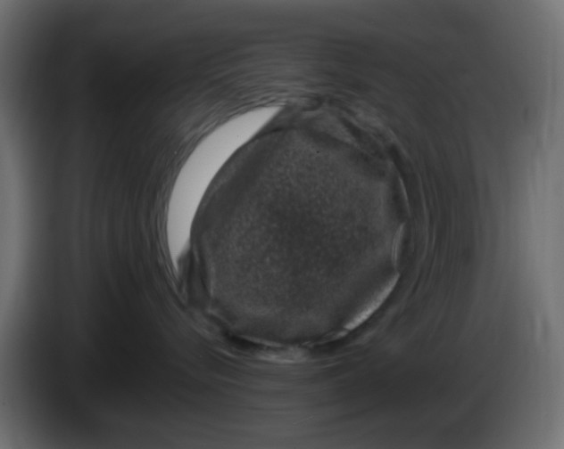 X0000083580576200703021819