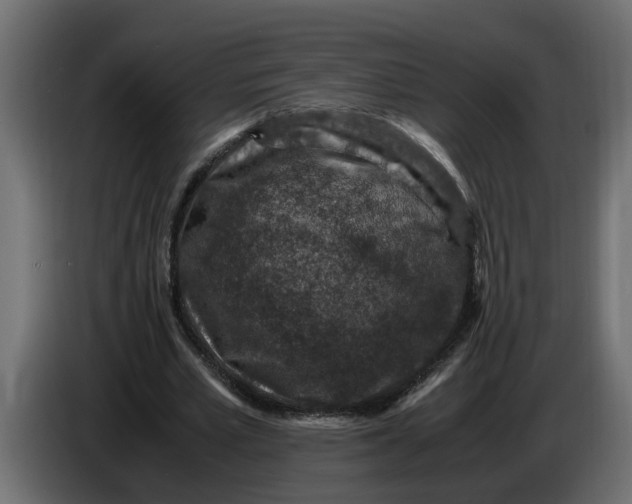 X0000083580581200703021818