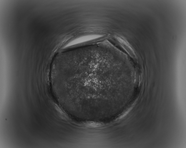 X0000083580585200703021818