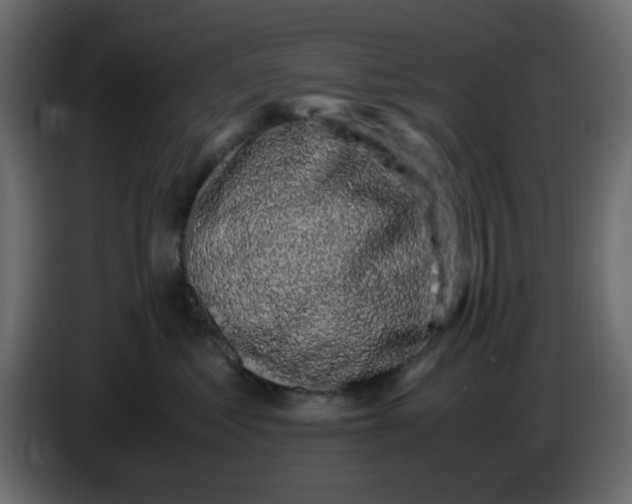 X0000083580621200703021817