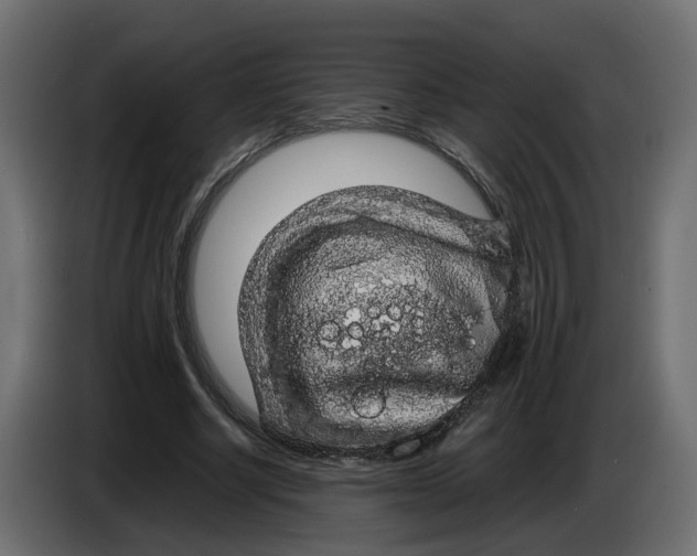 X0000083580634200703021816