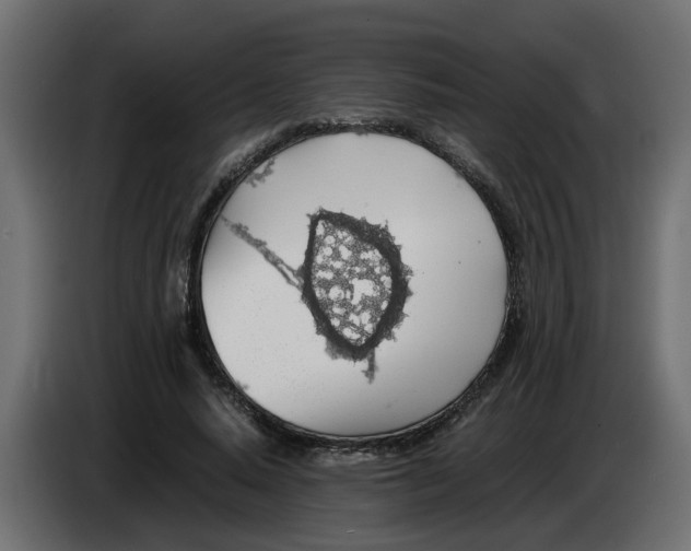 X0000083580640200703021816