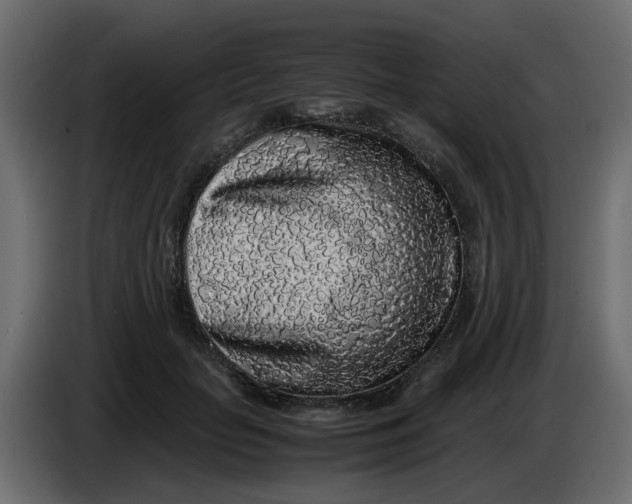 X0000083580653200703021817