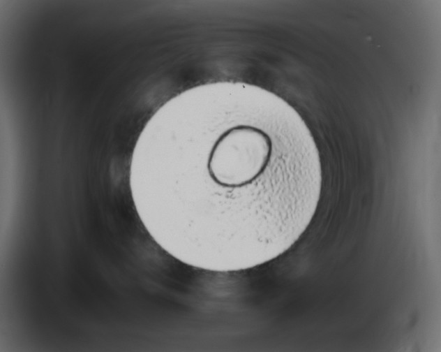 X0000083580672200703021817