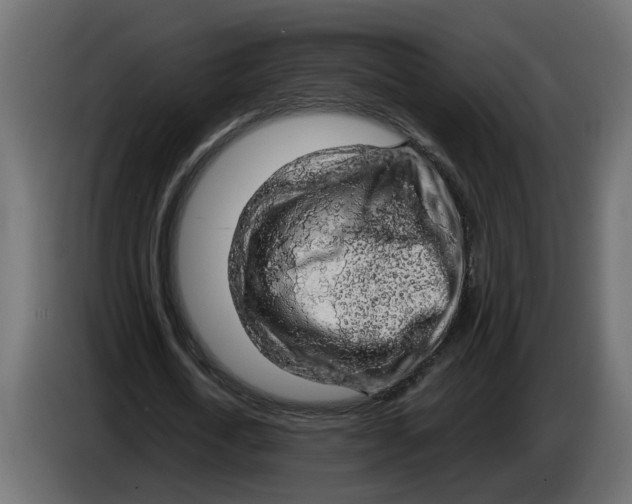 X0000083580722200703021815