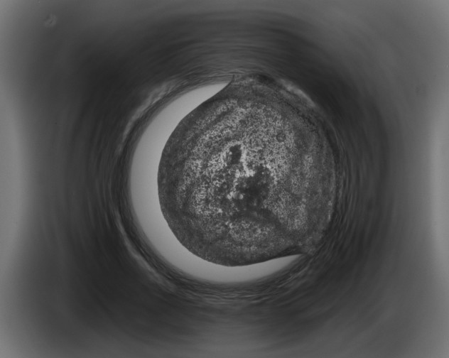 X0000083580734200703021815