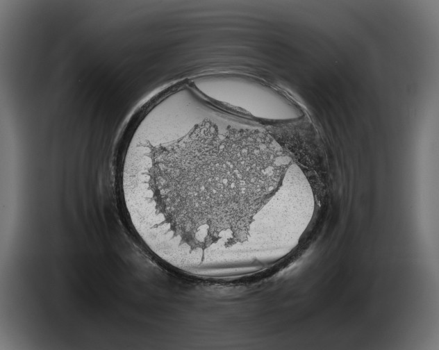 X0000083580779200703021814