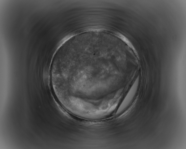 X0000083580802200703021814