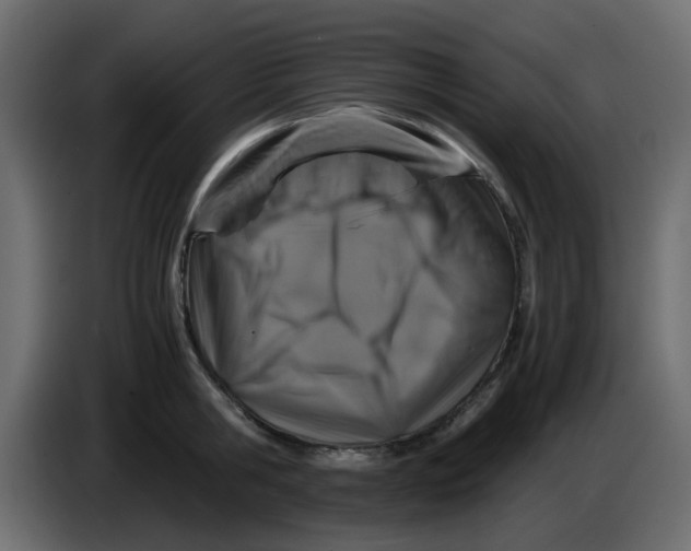 X0000083580806200703021814