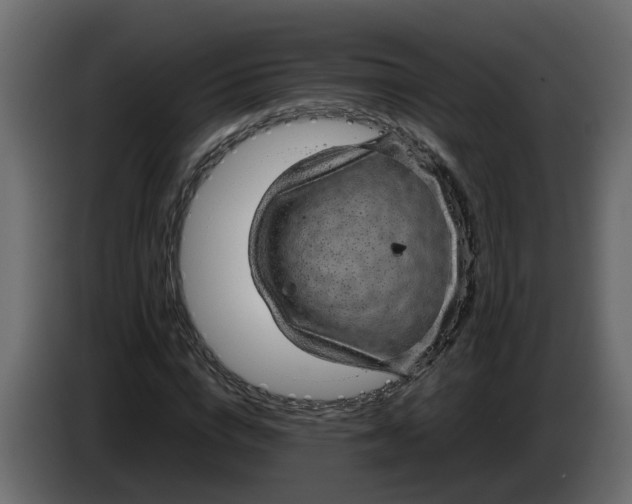 X0000083580824200703021813