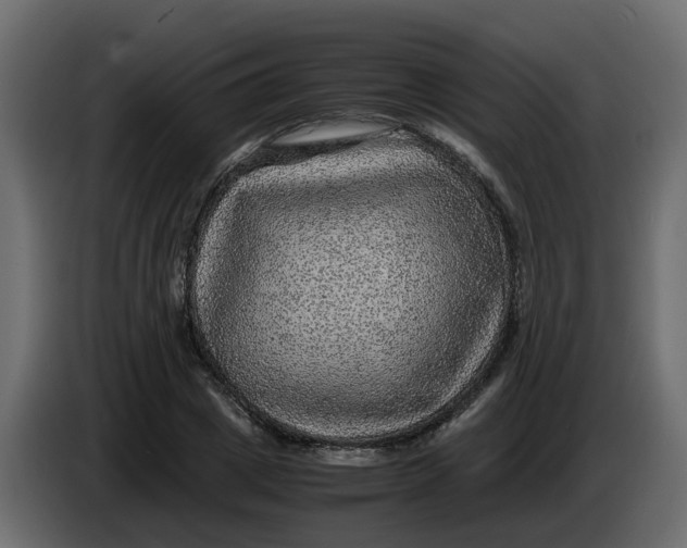 X0000083580833200703021813