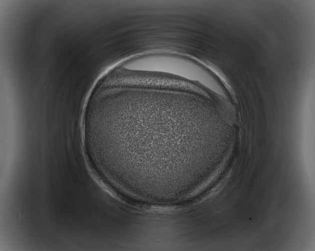 X0000083580840200703021813