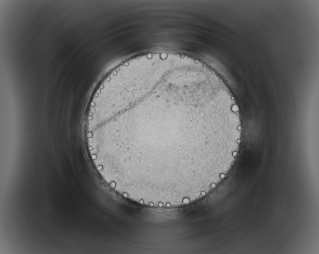 X0000083580856200703021813