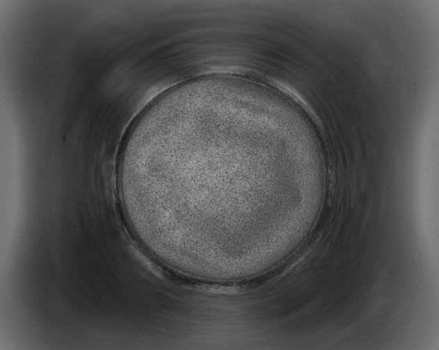 X0000083580890200703021812