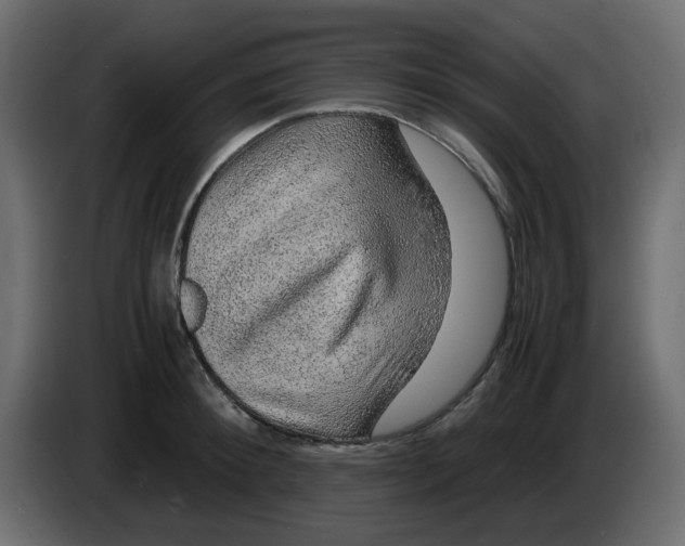 X0000083580900200703021812