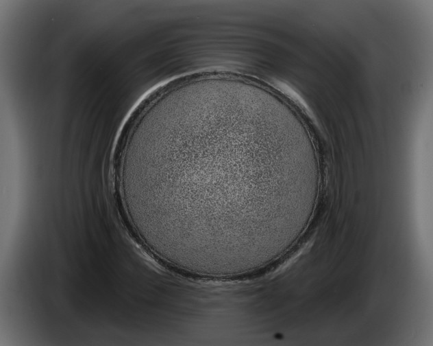 X0000083580924200703021811