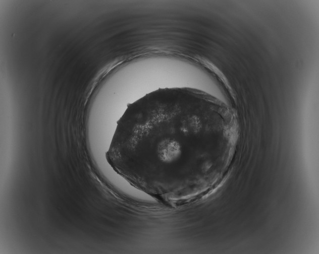 X0000083580930200703021811