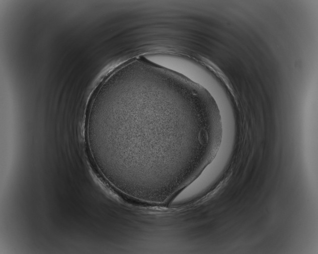 X0000083580938200703021811