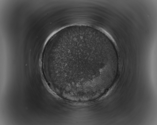 X0000083580944200703021812