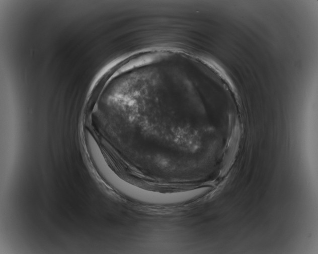 X0000083580952200703021812