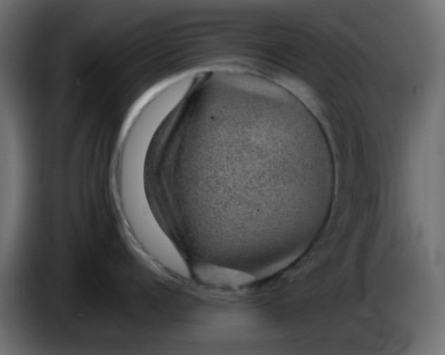 X0000083580960200703021812