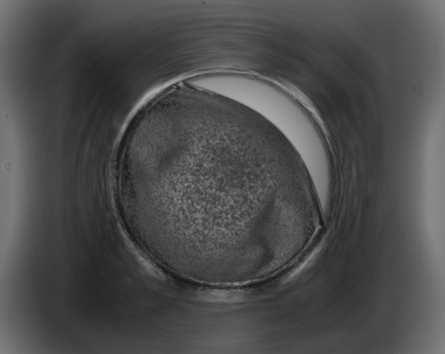 X0000083580989200703021811