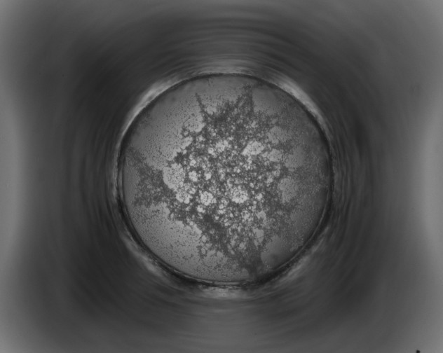 X0000083580994200703021810