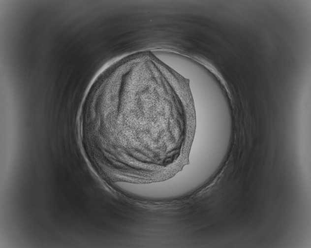 X0000083581032200703021810