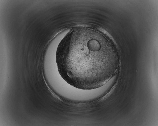 X0000083581033200703021810