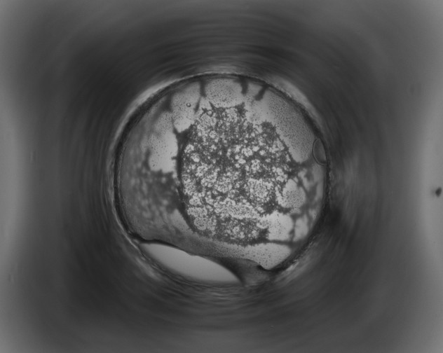 X0000083581035200703021810