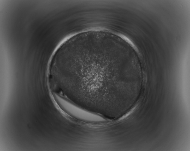 X0000083581046200703021810