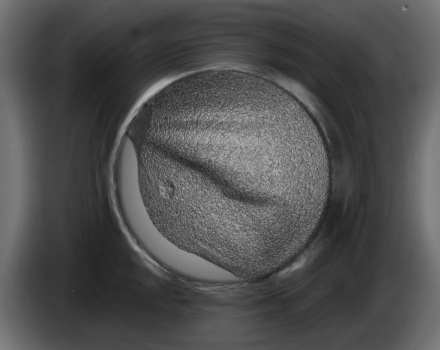 X0000083581048200703021810