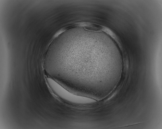 X0000083581049200703021810