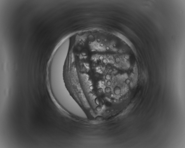 X0000083581055200703021810