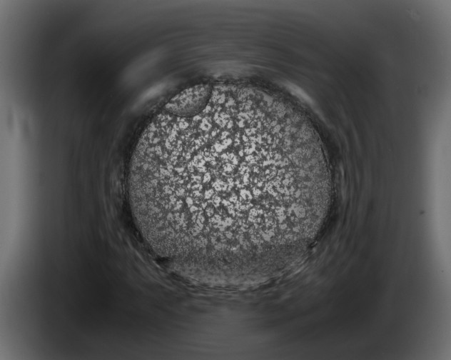 X0000083581063200703021809