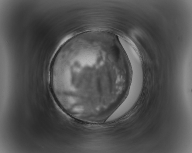 X0000083581095200703021809