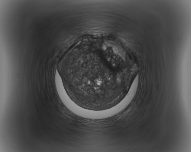 X0000083581106200703021808