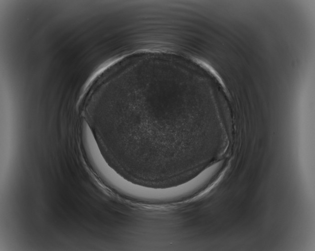 X0000083581114200703021808