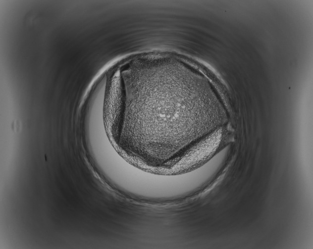 X0000083581118200703021808