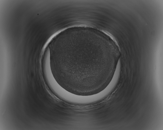 X0000083581120200703021808