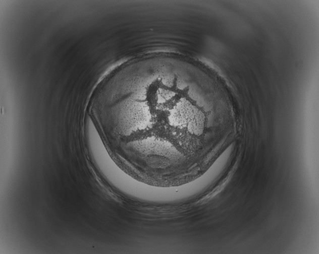 X0000083581121200703021808