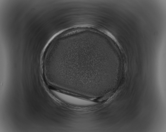 X0000083581124200703021808