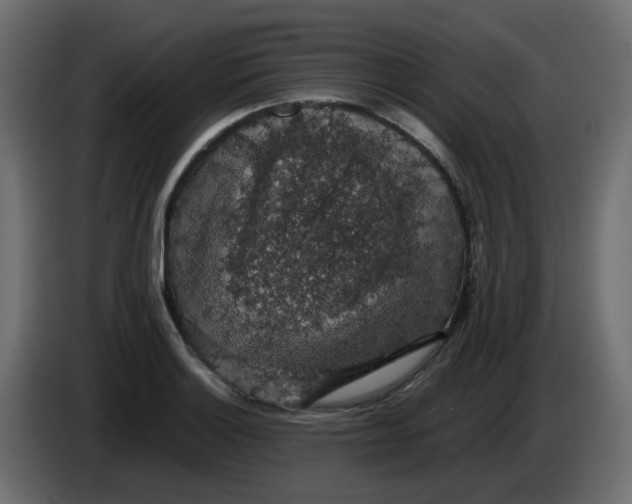 X0000083581132200703021808