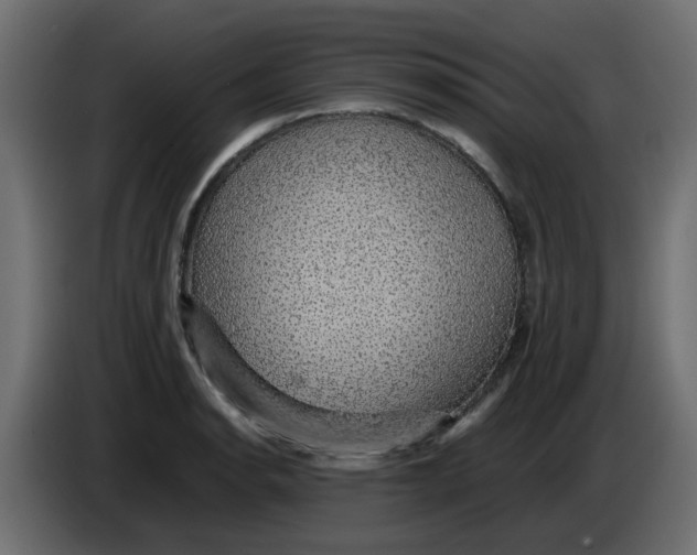 X0000083581134200703021808