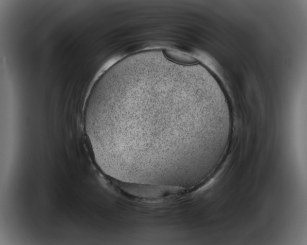 X0000083581145200703021808