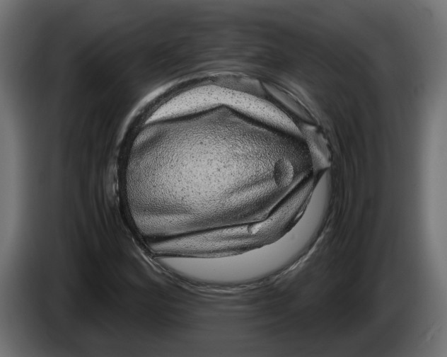 X0000083581164200703021807