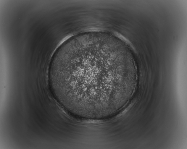 X0000083581170200703021807