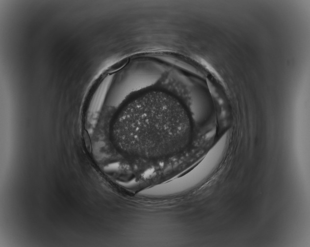 X0000083581173200703021807